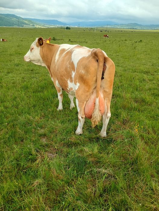 Vaca fătată recent