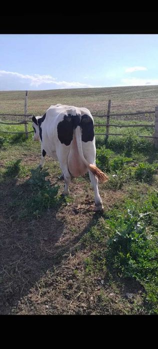 Vaca de lapte cu vitel
