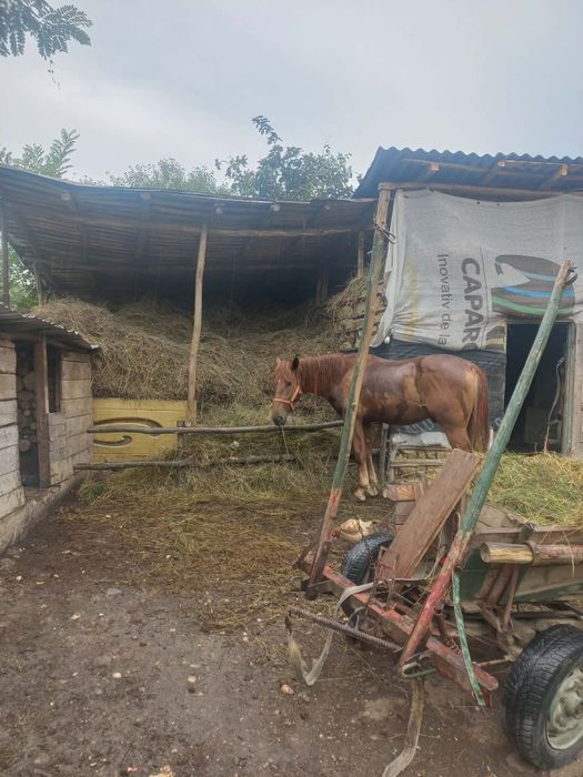 Cal de vânzare 8500  lei