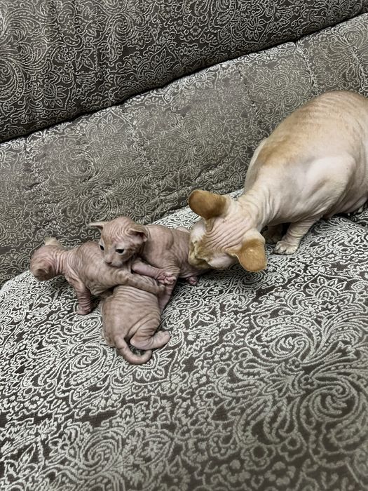 Продаются( БРОНЬ) канадский сфинкс