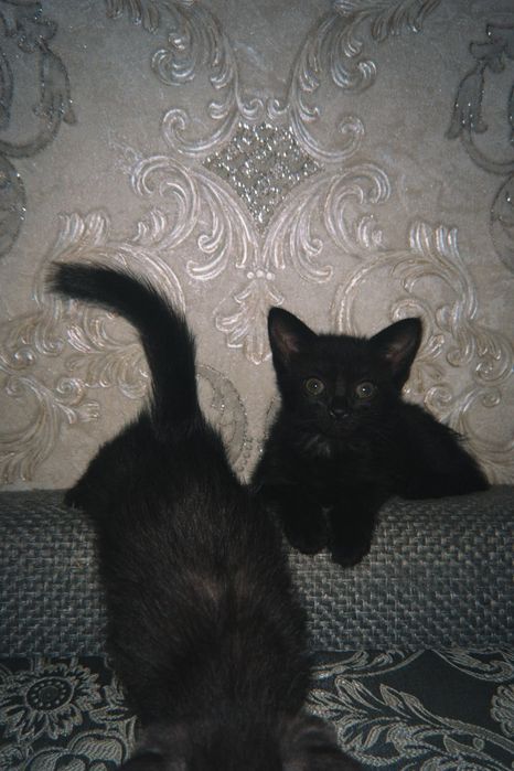 Котята маленькие