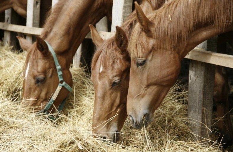 Семіз жылқылар откорм