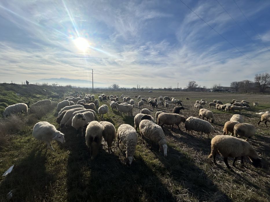 Продавам овце, агнета и шилета