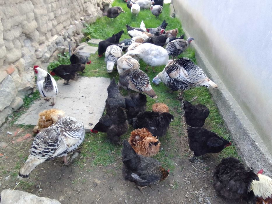 Яйца от красиви, породисти кокошки!