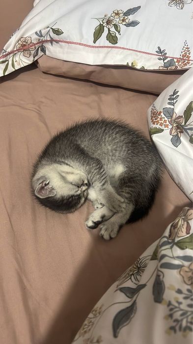 Britanskiy serebrenniy shinshila