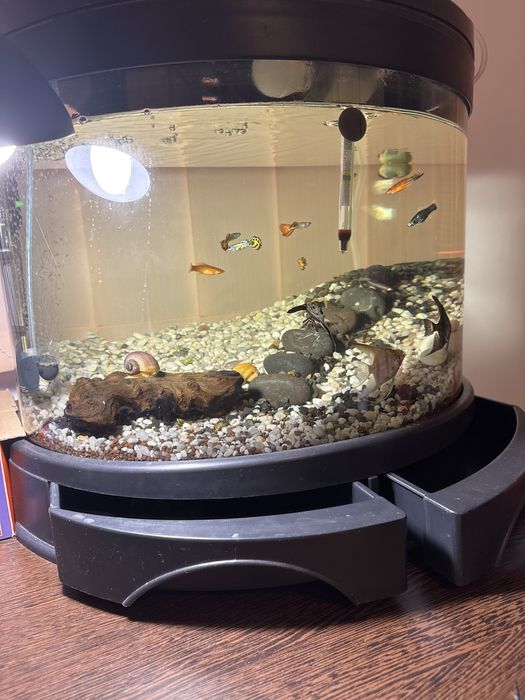 Acvariu 60L cu/fara pesti(multe specii)