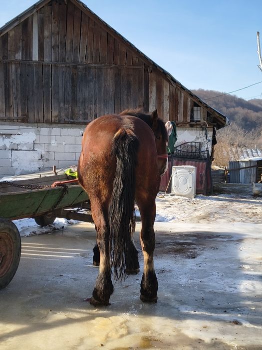 Iapă de 4 ani are 1,85m și 800kg