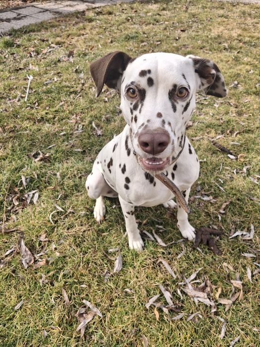 Отдам в хорошие руки