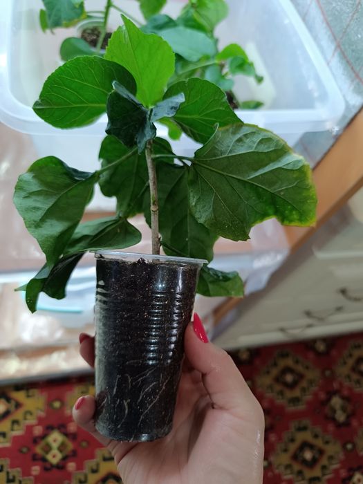 Продам укорененные черенки Гибискуса