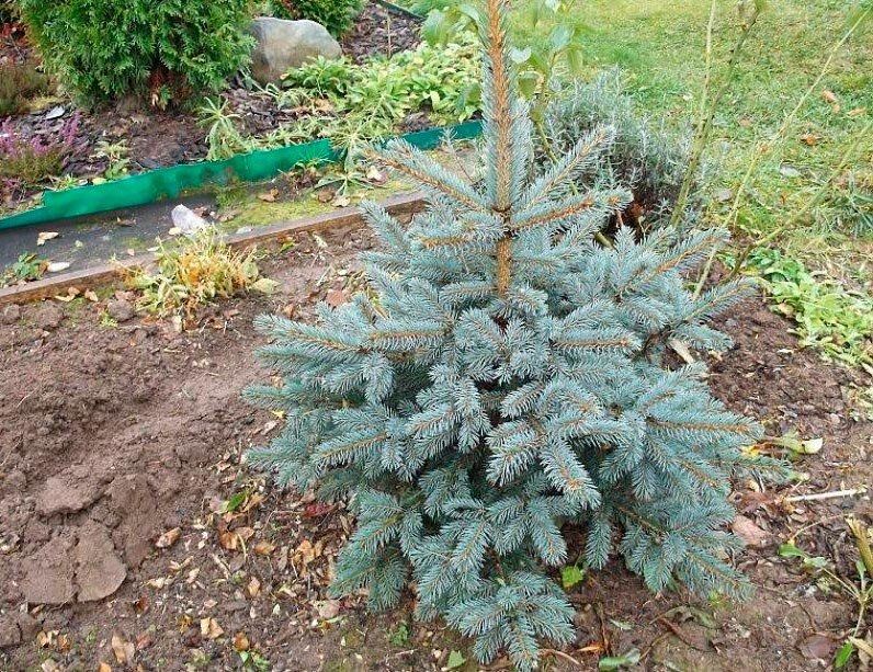 Ели, яблони, сливы, березы.