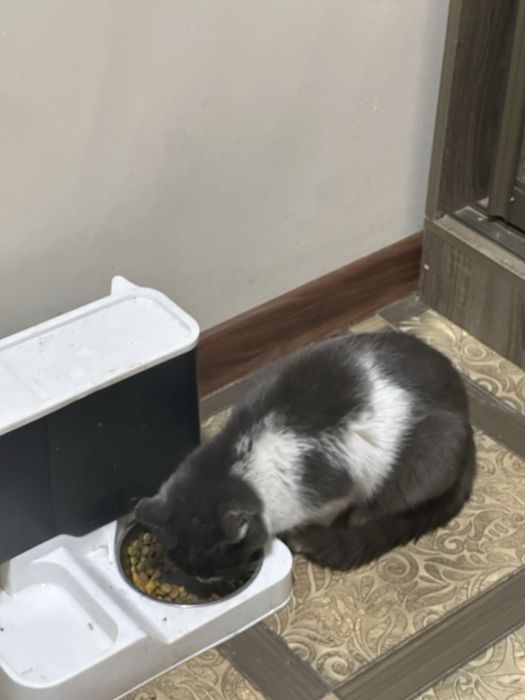 Найдена молодая кошка