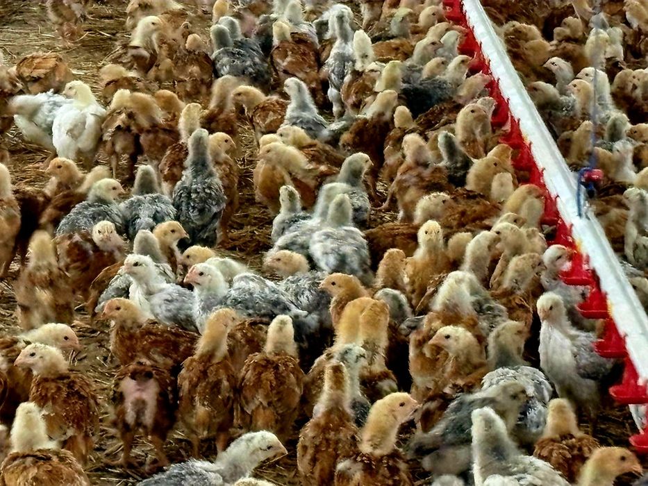 Pui rasă mixtă pentru carne și ouă