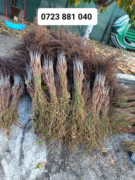 Butasi vita de vie anul 2 și anul 3