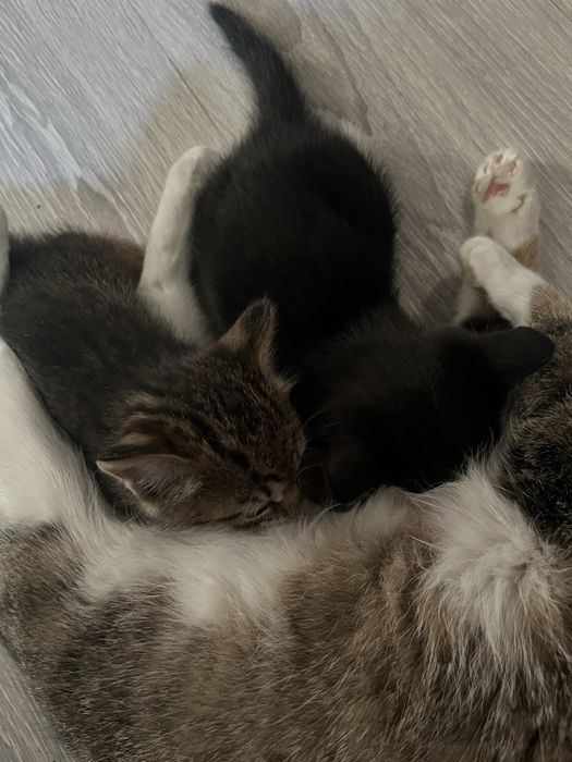 Отдам котенка в добрые руки!