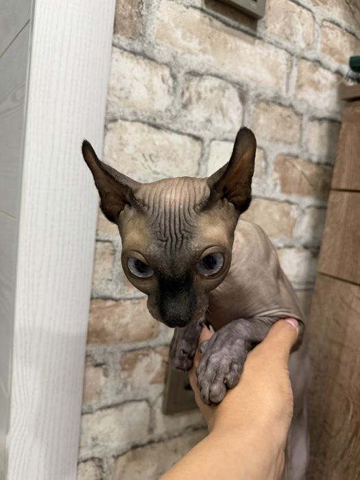 Отдам кошку сфинкс-эльф