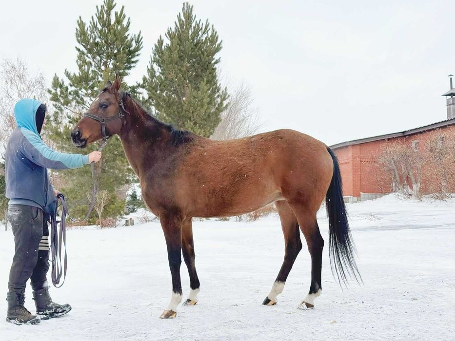 Продаётся лошадь