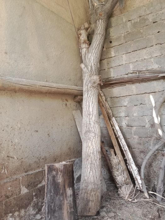 Yangog bololi 4.5мт