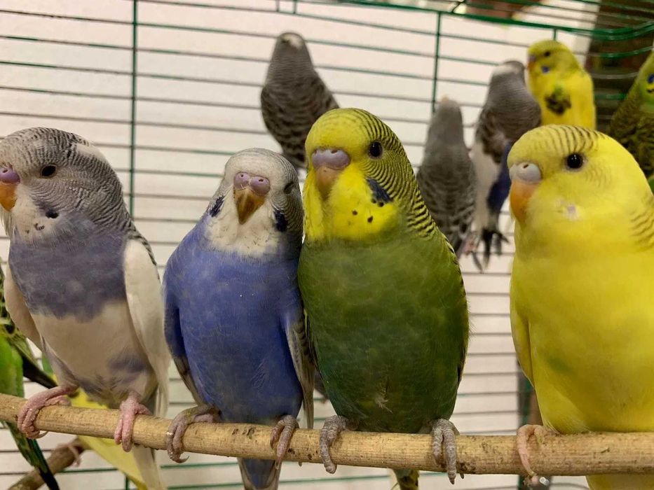 попугаи домашние