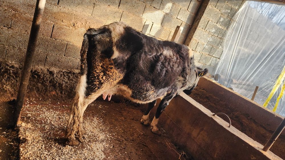 Сиыр сатылады срочно