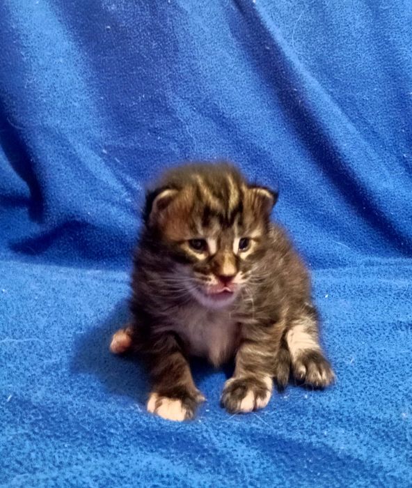 Котята Мейн Кун ( питомник)