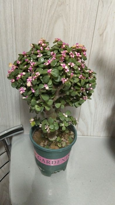 Продам денежное дерево