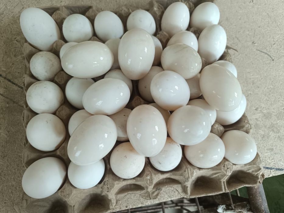 Инкубационный бройлерные яйца