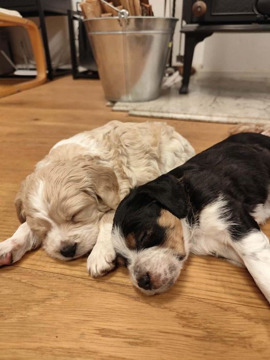 Продаваме кученца на 50дни , 2 мъжки и 3  женски,захранени