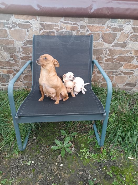 Малки пинчерчета