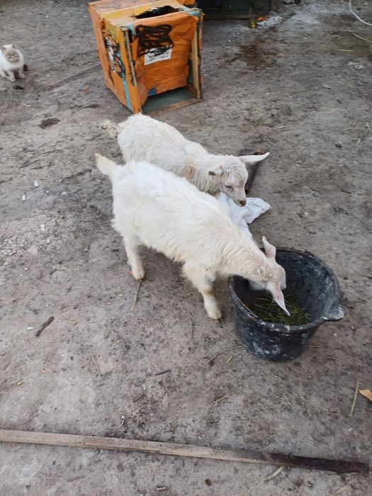 Продам коз, козлов и козлят