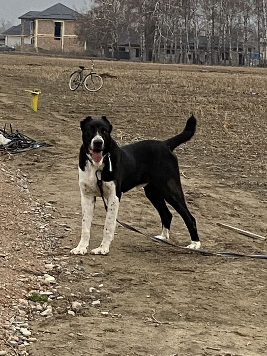 Алабай/САО/Төбет