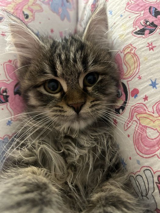 Потерялся котенок