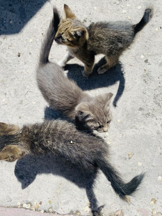 Отдам 3 котят бесплатно!