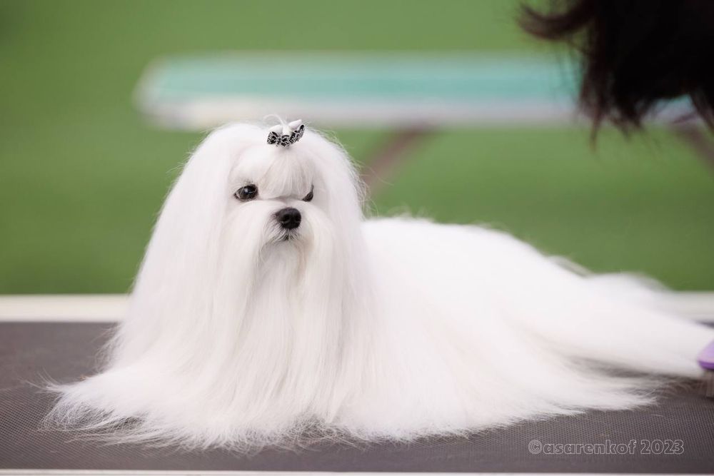 Мальтезе mini | baby face