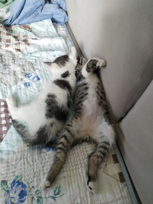 отдам котят 2 мальчика