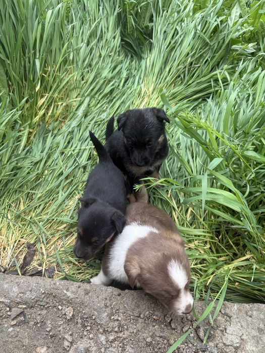 щенята  очень ласковые игривые полтора месеца