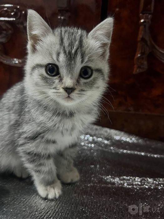 Британские короткошёрстные котята