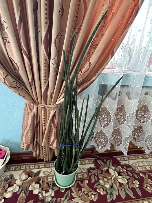 Сансеньервьра продам