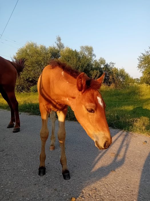 Vând iapa cu manza