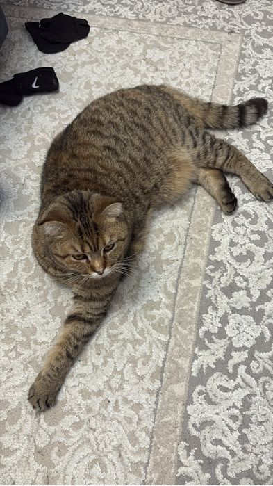 Отдам кошку в хорошие руки