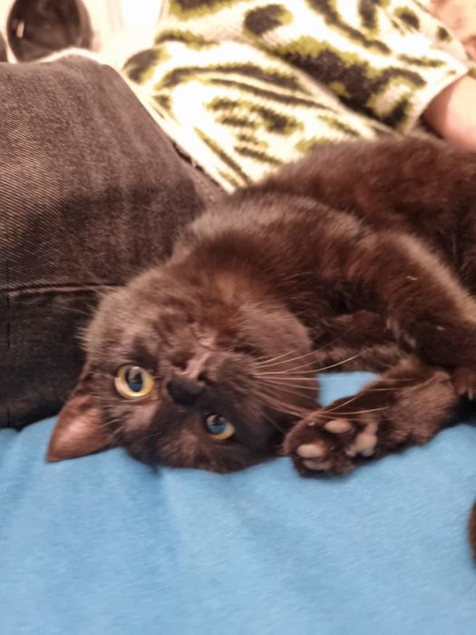 Adopție pisica tomberoneza