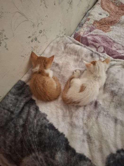 Отдам котят в добрые руки