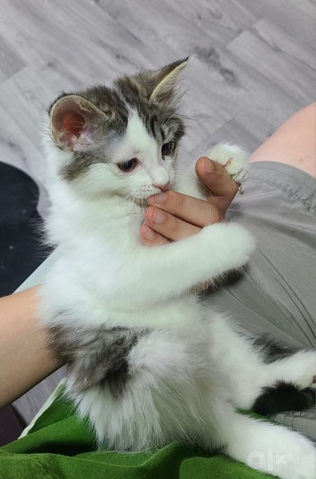 Котенок, мальчик 2,5 месяца ищет дом, домашний
