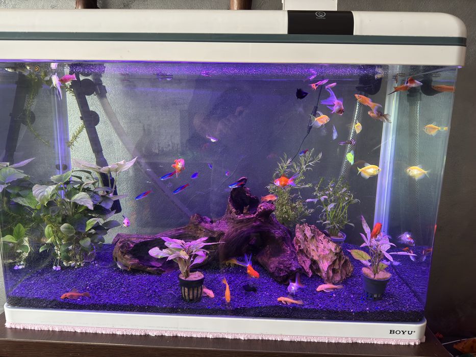 Vând pești acvariu