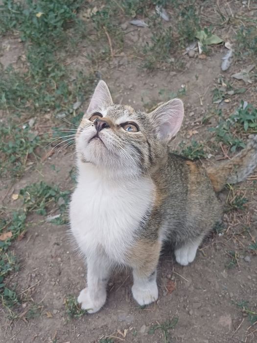 Котята,отдам даром