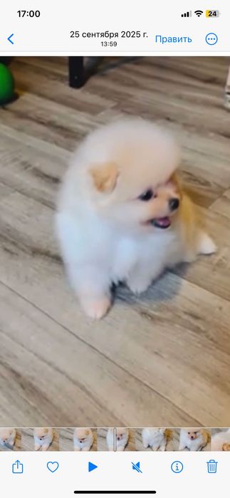 Шпиц мальчик, померанский мини помесь