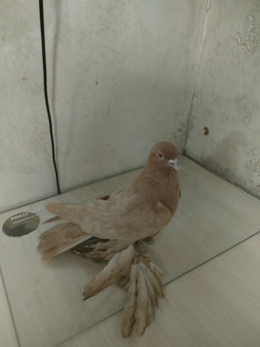 Голуби голуби голуби