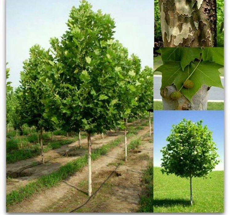 Platan englezesc tei mesteacan prunus plante ornamentale