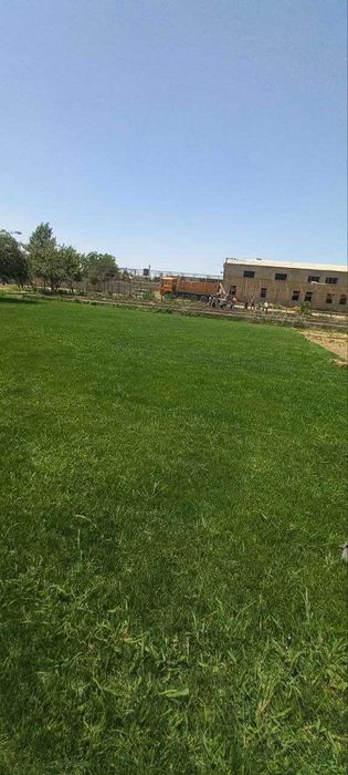 Tayyor gazon    sotiladi