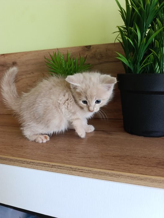 Сладки малки котенца