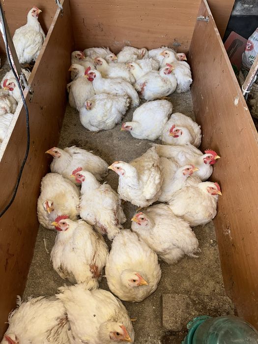 Бройлер цыплята домашныее